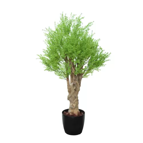 Rostlina Ginestrella Crown Mini h 110 cm Green 5652001