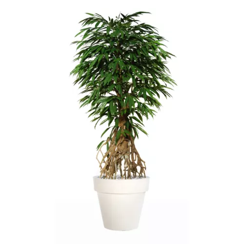 Longifolia Root 220 cm Green 1058018