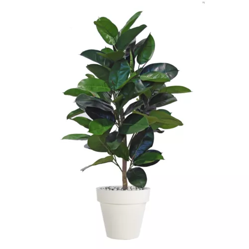 Rostlina Ficus Elastica Plant 120 cm Green 5426002