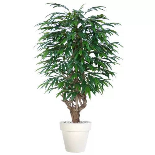 Longifolia Mini Malabar 180 cm Green 1089005