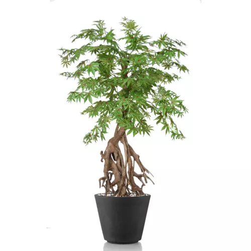 Rostlina Maple Root Mini 130 cm Multicolor 1046M56